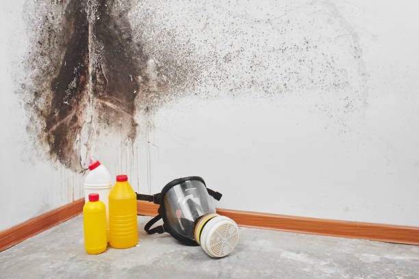 Best Affordable Mold Removal  in Grass Lake, MI