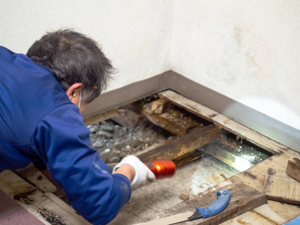 Mold Removal Process in Grass Lake, MI