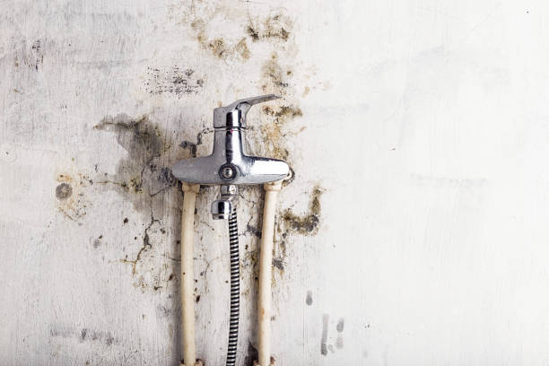 Best Emergency Mold Removal  in Grass Lake, MI