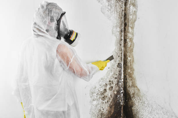 Best Commercial Mold Removal  in Grass Lake, MI