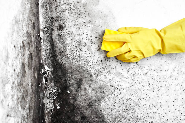 Best Mold Testing  in Grass Lake, MI