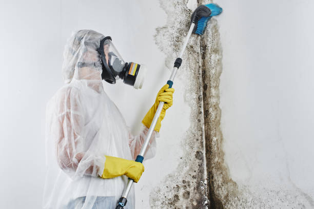 Best Affordable Mold Removal  in Grass Lake, MI
