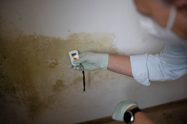 Best Certified Mold Removal  in Grass Lake, MI