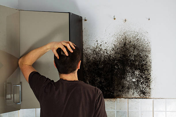 Best Same-Day Mold Removal  in Grass Lake, MI