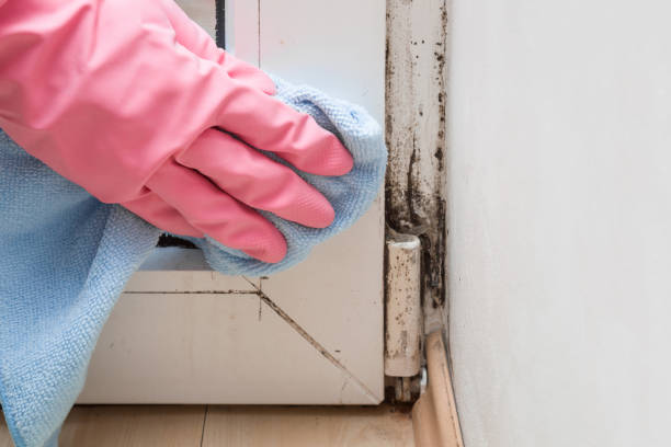 Reliable Grass Lake, MI Mold Removal Solutions