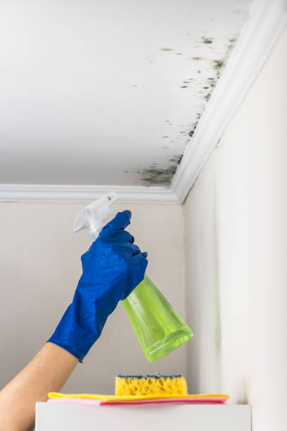 Best Home Mold Removal  in Grass Lake, MI