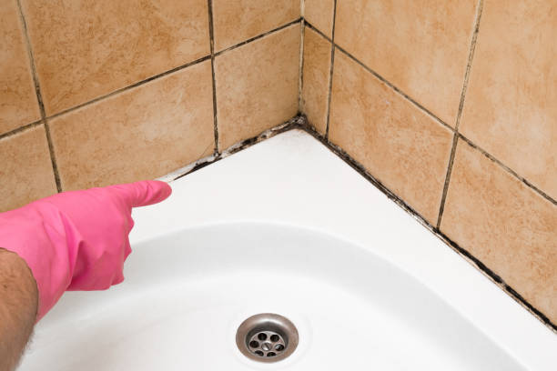 Best Black Mold Removal  in Grass Lake, MI
